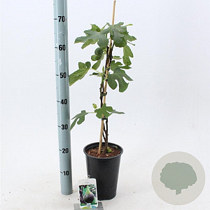 Ficus car. 'Brown Turkey' 30-40 cm rozenpot 3L