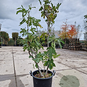 Ficus car. 'Brown Turkey' 100-125 cm 30L