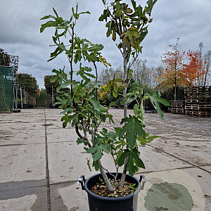 Ficus car. 'Brown Turkey' 100-125 cm 30L