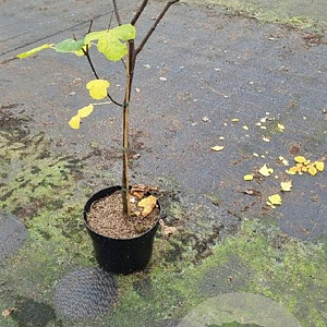 Ficus car. 'Brown Turkey' 60 cm stam 7,5L