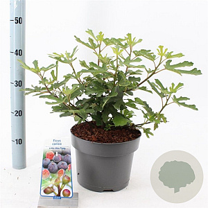 Ficus car. Little Miss Figgy 35-40 cm 7,5L