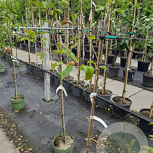 Malus d. 'Jonagold' halfstam 7,5L