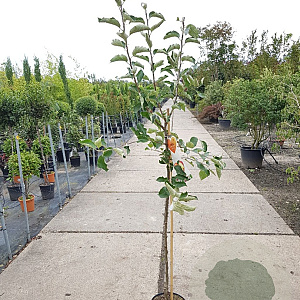 Malus d. 'Jonagold' halfstam 7,5L