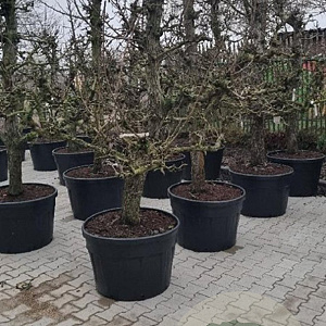 Pyrus c. 'Gieser Wildeman' 30-40 cm cont. 180L solitair najaarspotting