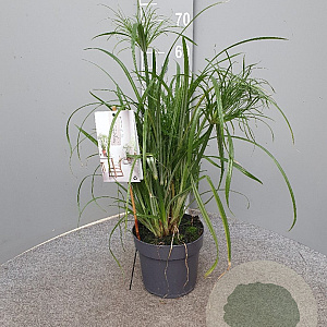 Cyperus papyrus GM C3