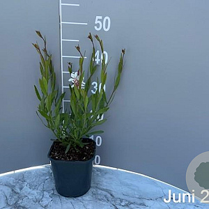 Gaura l. 'Whirling Butterflies' GM 2,0L