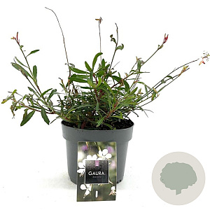 Gaura l. 'Whirling Butterflies' GM 2,0L