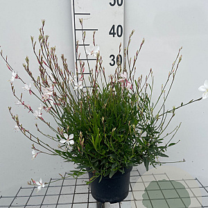 Gaura l. 'Whirling Butterflies' GM 2,0L