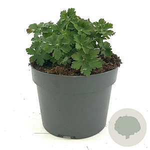 Geranium macr. 'Ingwersen's Var.' GM 2,0L