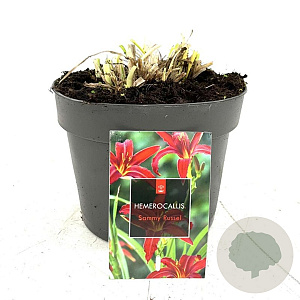 Hemerocallis 'Sammy Russell' GM 2,0L