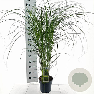 Miscanthus sin. 'Gracillimus' 40-70 cm 3,0L