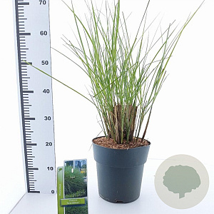 Miscanthus sin. 'Gracillimus' 50-80 cm 6,5L