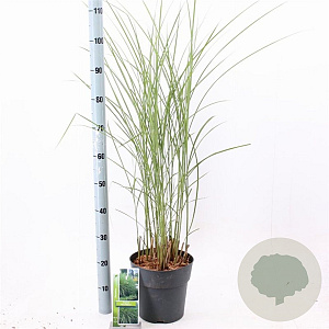 Miscanthus sin. 'Gracillimus' 50-80 cm 6,5L