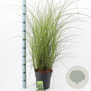 Miscanthus sin. 'Gracillimus' 50-80 cm 6,5L