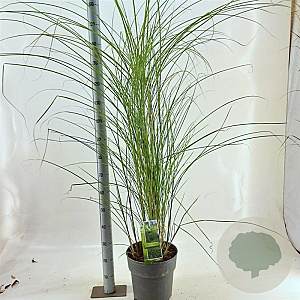 Miscanthus sin. 'Gracillimus' 60-100 cm 12L