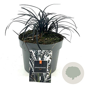 Ophiopogon plan. 'Niger' GM 2,0L