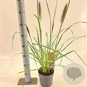 Pennisetum al. 'Black Beauty' 25-30 cm 2,0L