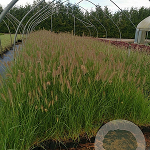 Pennisetum al. 'Hameln' GM P9