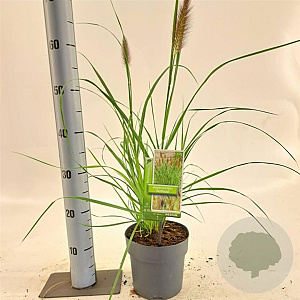 Pennisetum al. 'Redhead' 25-30 cm 2,0L
