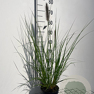 Pennisetum alopecuroides viridesc. GM 2,0L