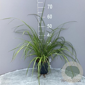 Pennisetum alopecuroides viridesc. GM 2,0L
