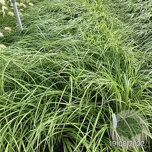 Pennisetum alopecuroides viridesc. GM 2,0L