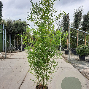 Phyllostachys aurea 175-200 cm 12L