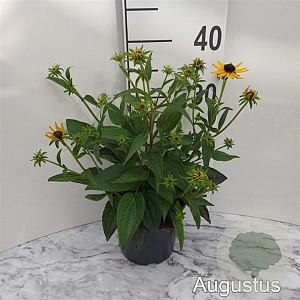Rudbeckia f. 'Little Goldstar' GM 2,0L