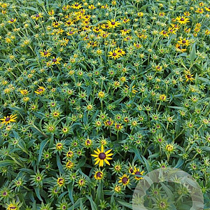 Rudbeckia f. 'Little Goldstar' GM 2,0L