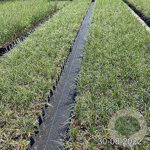 Stipa gigantea GM 2,0L