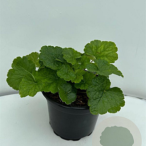 Tellima grandiflora GM 2,0L