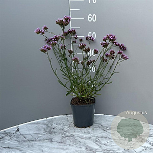 Verbena bon. 'Lollipop' GM 2,0L