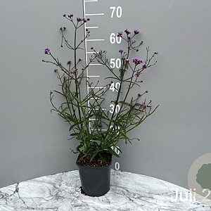 Verbena bon. 'Lollipop' GM 2,0L