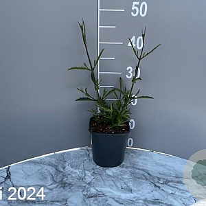 Verbena bon. 'Lollipop' GM 2,0L