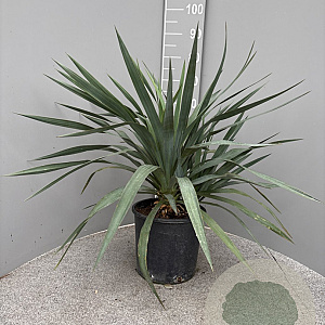 Yucca gloriosa 40-50 cm 10L