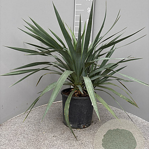 Yucca gloriosa 40-50 cm 10L