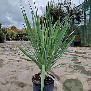 Yucca gloriosa 50-60 cm 10L