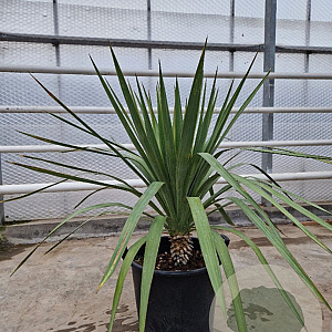 Yucca gloriosa 80-100 cm 30L