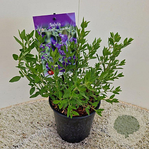 Salvia micr. 'Blue Monrovia' 30-40 cm 2,0L