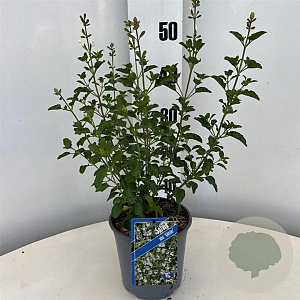 Salvia micr. 'Gletsjer' 25-30 cm 2,0L