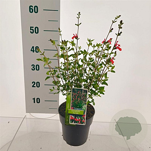 Salvia micr. 'Hot Lips' 20-25 cm 2,0L