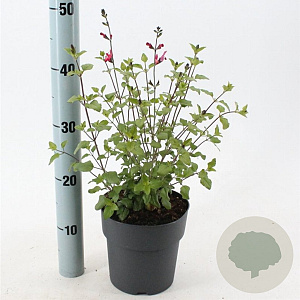 Salvia micr. 'Hot Lips' 20-25 cm 2,0L
