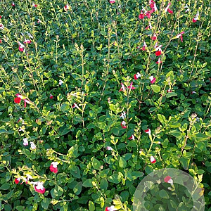 Salvia micr. 'Hot Lips' GM 2,0L