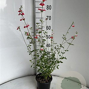 Salvia micr. 'Hot Lips' GM 2,0L