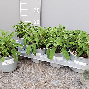 Salvia officinalis P14