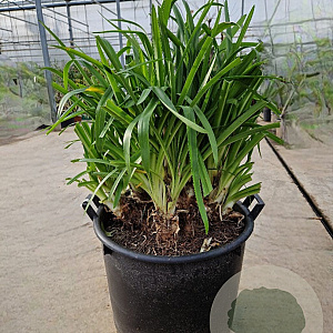 Agapanthus africanus GM 50L