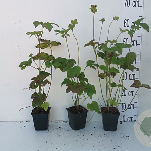 Anemone hyb. 'Honorine Jobert' GM P9