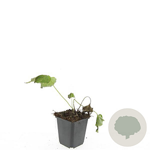 Anemone hyb. 'Honorine Jobert' GM P9