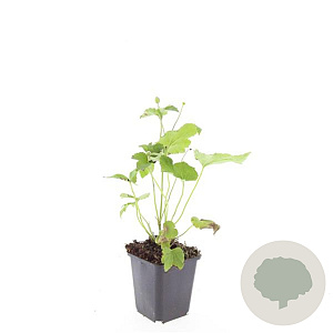 Anemone hyb. 'Honorine Jobert' GM P9