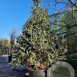 Abies pinsapo 'Glauca' 250-300 cm draadkluit